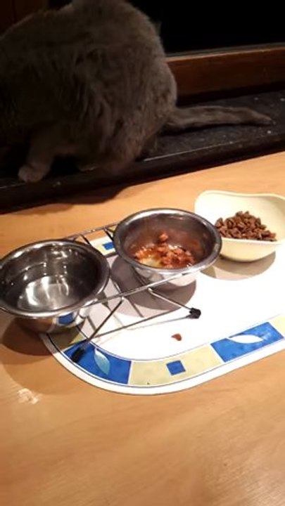 funny cat