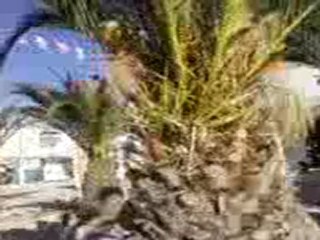 municipalité avenue tahar sfar hiboun mahdia tunisie