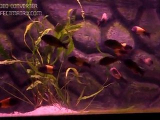 TROPHEUS İKOLA