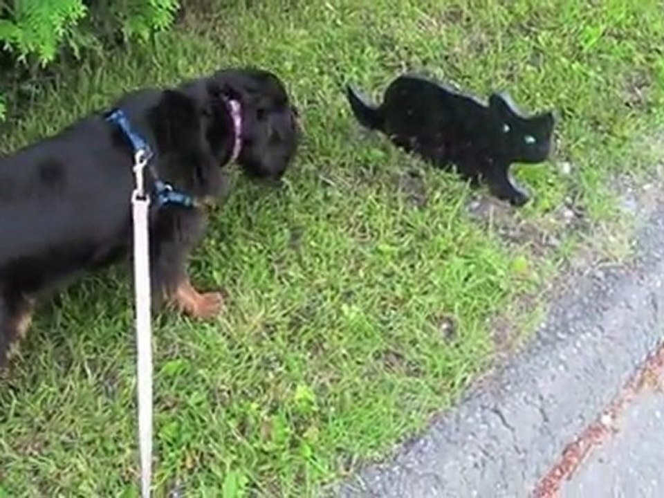 Micka et le chat noir