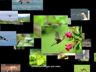 Demo of Sony's 3D Digital Recording Binoculars