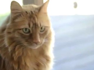 Пума пришла  в гости к домашнему коту (