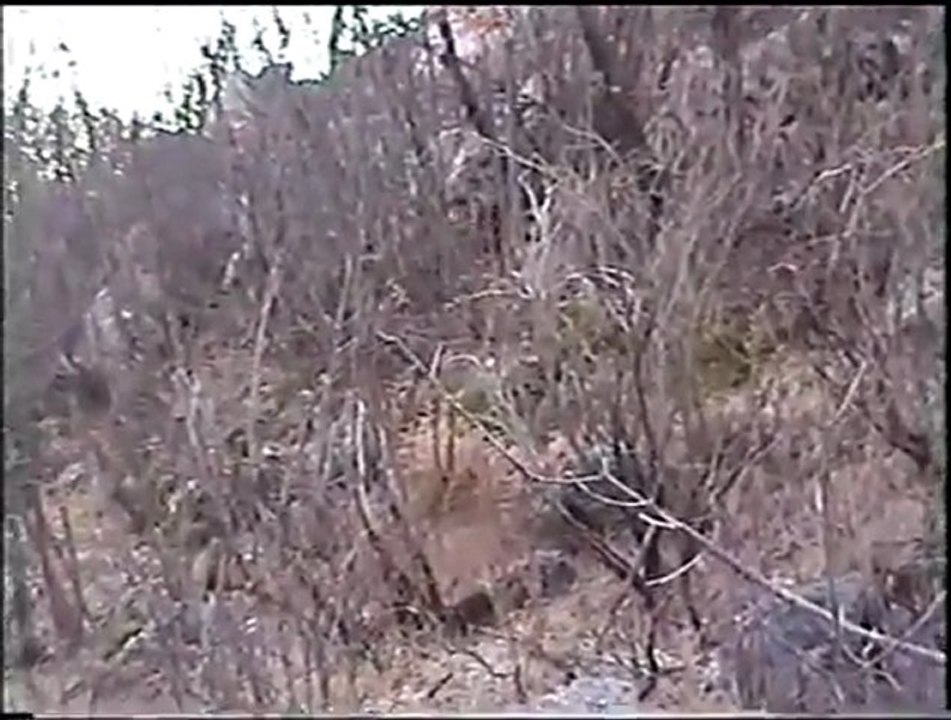 Bu Kopoy İş Yapar - Avyaban.com - Ergo