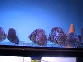 MOV01A