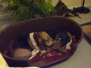 Volga fait la toilette de vic