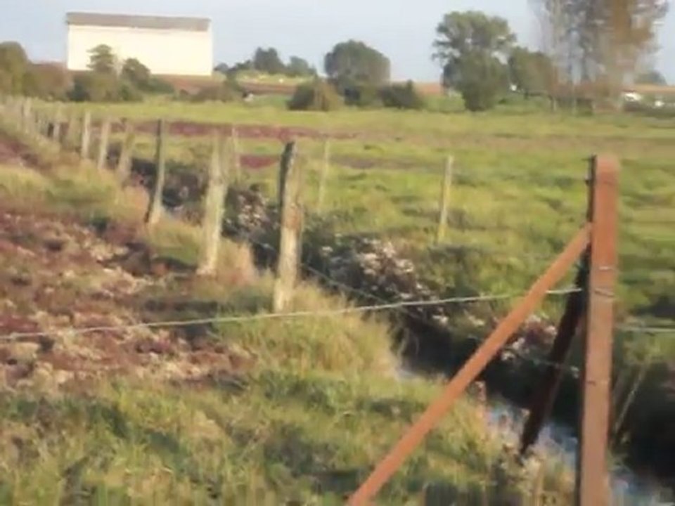 Vue d'une mare salée continentale avec des salicornes en Lorraine