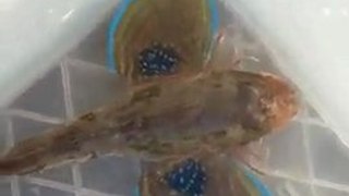 Kırlangıç Balığı-Tub gurned
