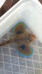 Kırlangıç Balığı-Tub gurned