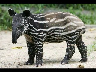 Rupiz Infotech Tours Singapore