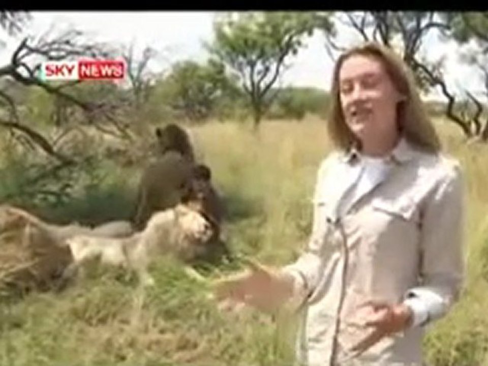 kedi ile oynar gibi aslanlarla