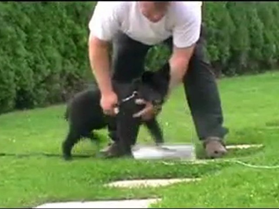 Daika vom Wolfsfriede, 3 Monate