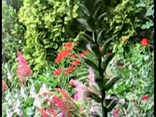 AcantheEnFleurBassinPuits