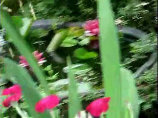 NénupharsRougesDansTonneau0Jul06