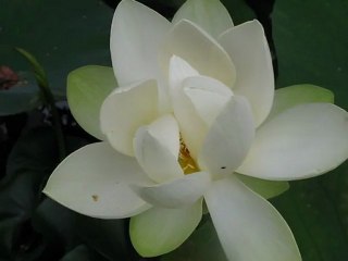 LotusBlancFleur03Aoû10