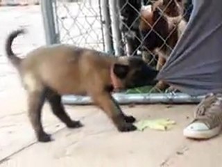 Glamour chiot de  flicka des elus du deffend