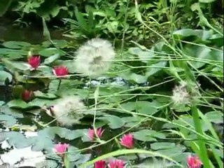 NénupharsJetD'EauChantTourterelles