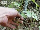 man grabs live rattlesnake tail