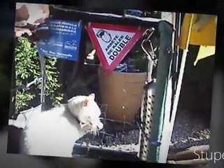 PERLOU DANS LA REMORQUE DE CANNELLE