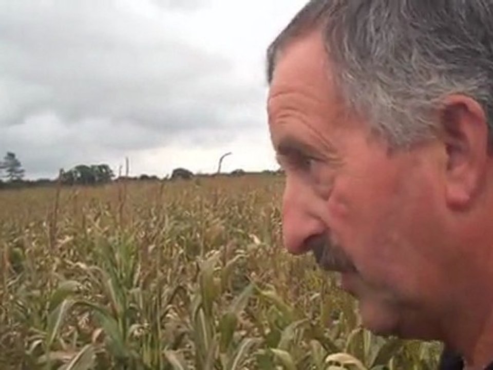 Le "cochon" : ennemi de l'agriculteur