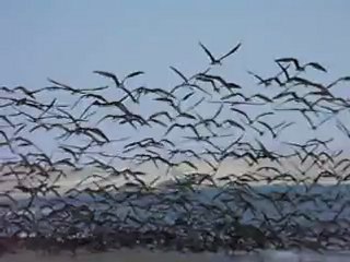 bord de mer au Pérou(Paracas)