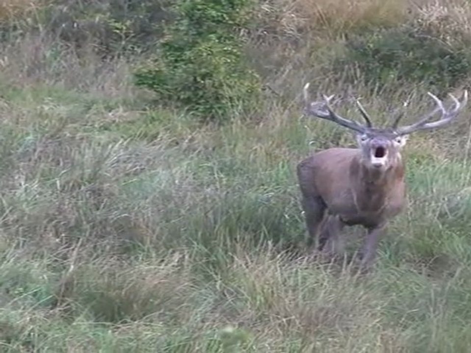 Une belle soirée brâme