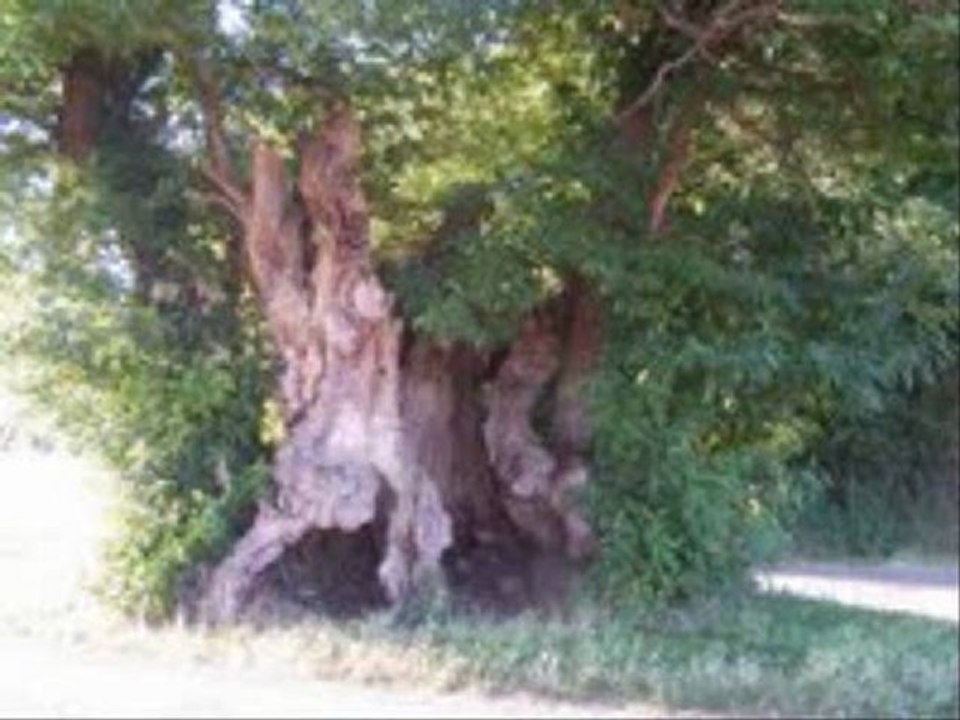 de Brassens  . Auprès de mon arbre.