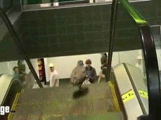 Confused Bird Tries To Go Down An Escalator