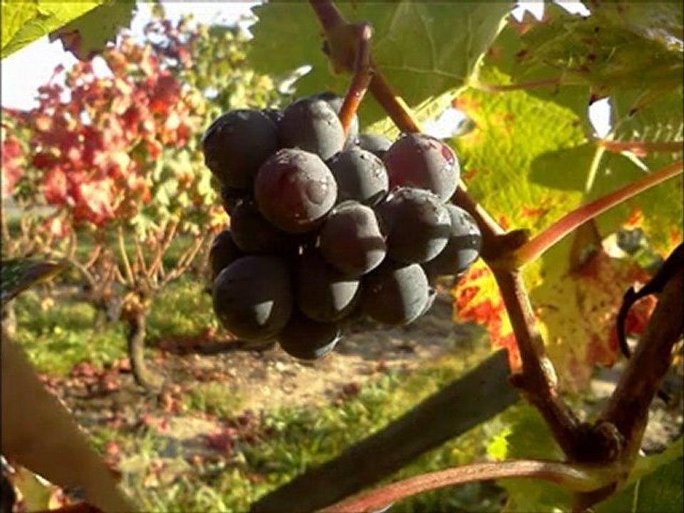 Arrachage des ceps Bourgueil 2011