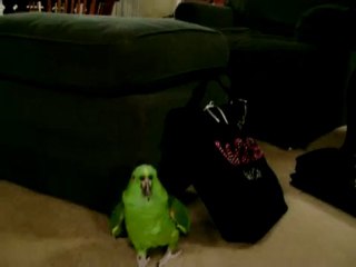 Boris the Amazon Parrot Bites Grandpa