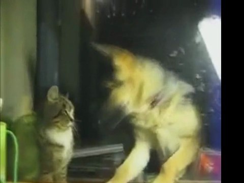 Un chien embête un chat