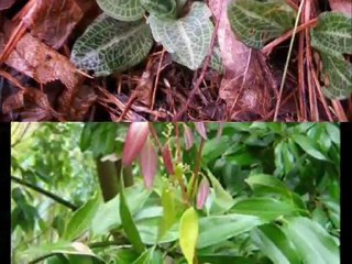 Plant Medicines Cure of Cancer