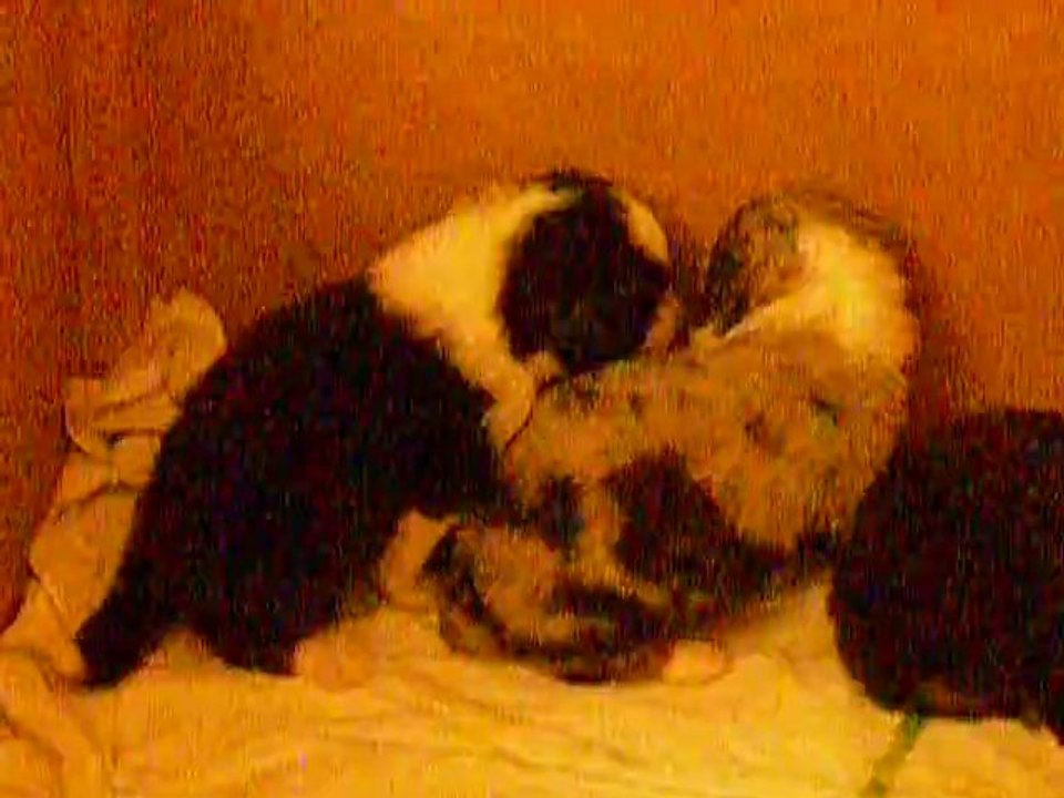 le 1er  repas bledine !!!!  superbe !!!!!!