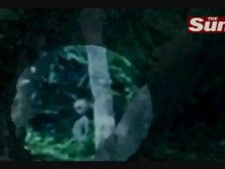 Alien. Grey .news.sun.2011