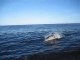 bal des dauphins en arrivant aux Iles Scilly