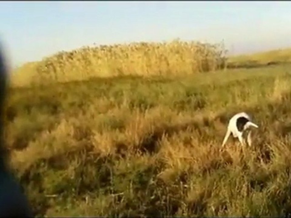 Pointer ve bıldırcın