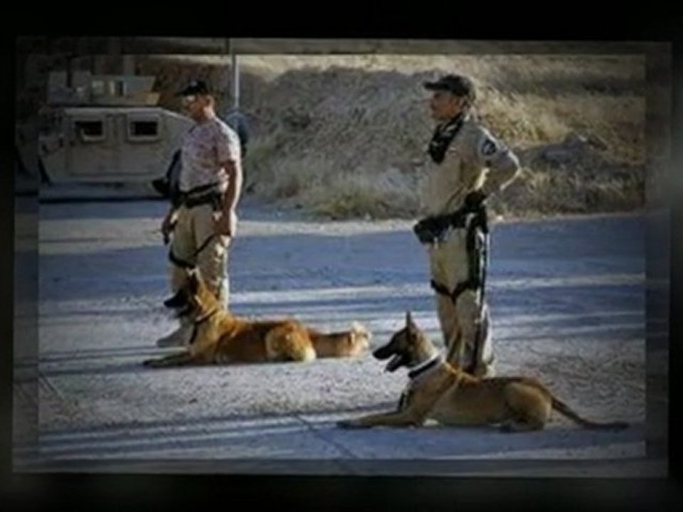 Basic Dog Training