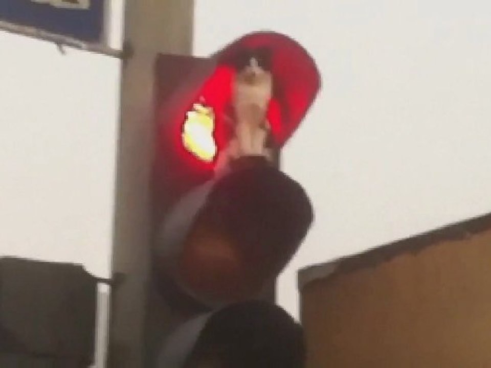 Un chat au feu rouge