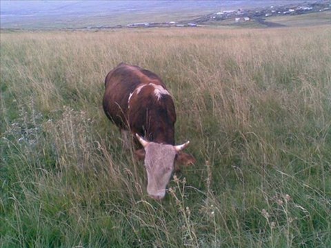 şahe bedo süper kürtçe müzikler @ mehmet ali arslan vides