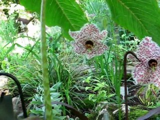 NomocharisForestii&Mairei