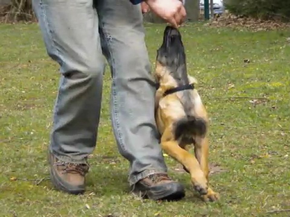 Evolution ''erste Schritte''