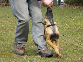 Evolution ''erste Schritte''