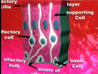 Harun Yahya TV - Design of the olfactory system