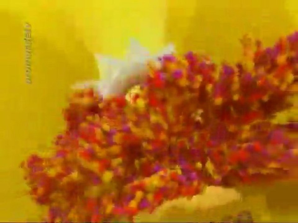 ID de El trece - 2011