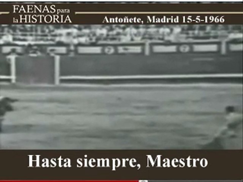 ANTONETE TORO BLANCO