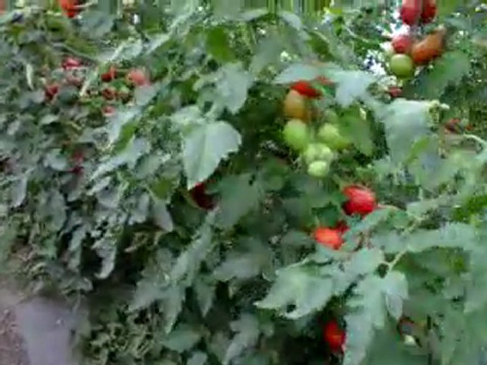 serre_tomates