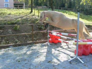 OPALE ET RATATOUILLE SAUT EN LIBERTE 22.10.11