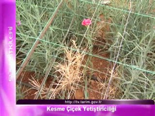 kesme cicek yetistiriciligi