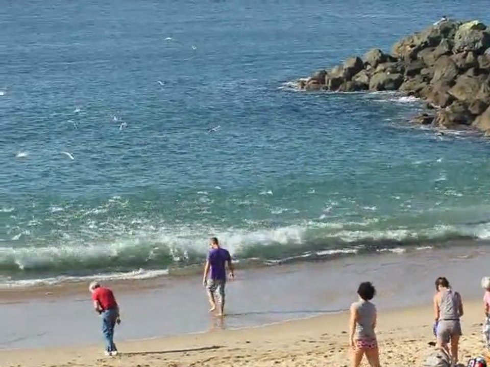 Anchois sur anglet