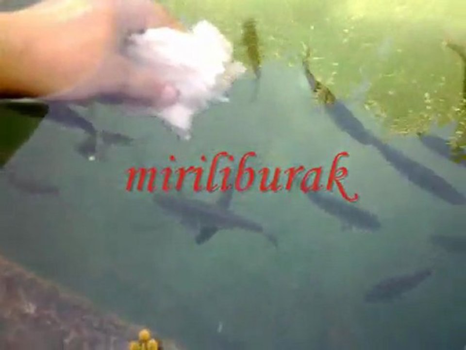 arı ve balıklar