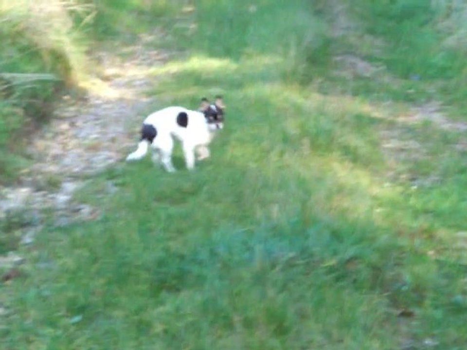 Foenix 10_2011 chemin